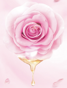 Dr. Rashel Rosehip Oil & Squalane Moisturizing Face Oil 35ml